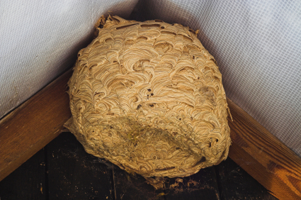 Wasp Nest - Car Servicing Wirral